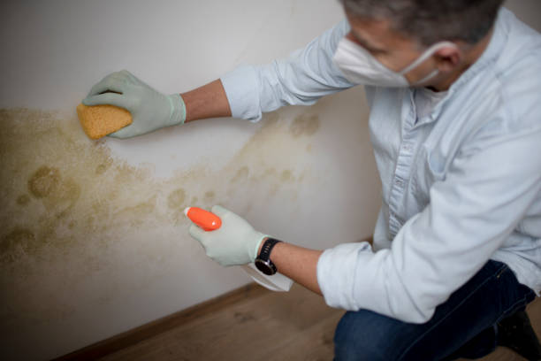 Mold Documentation for Insurance Claims